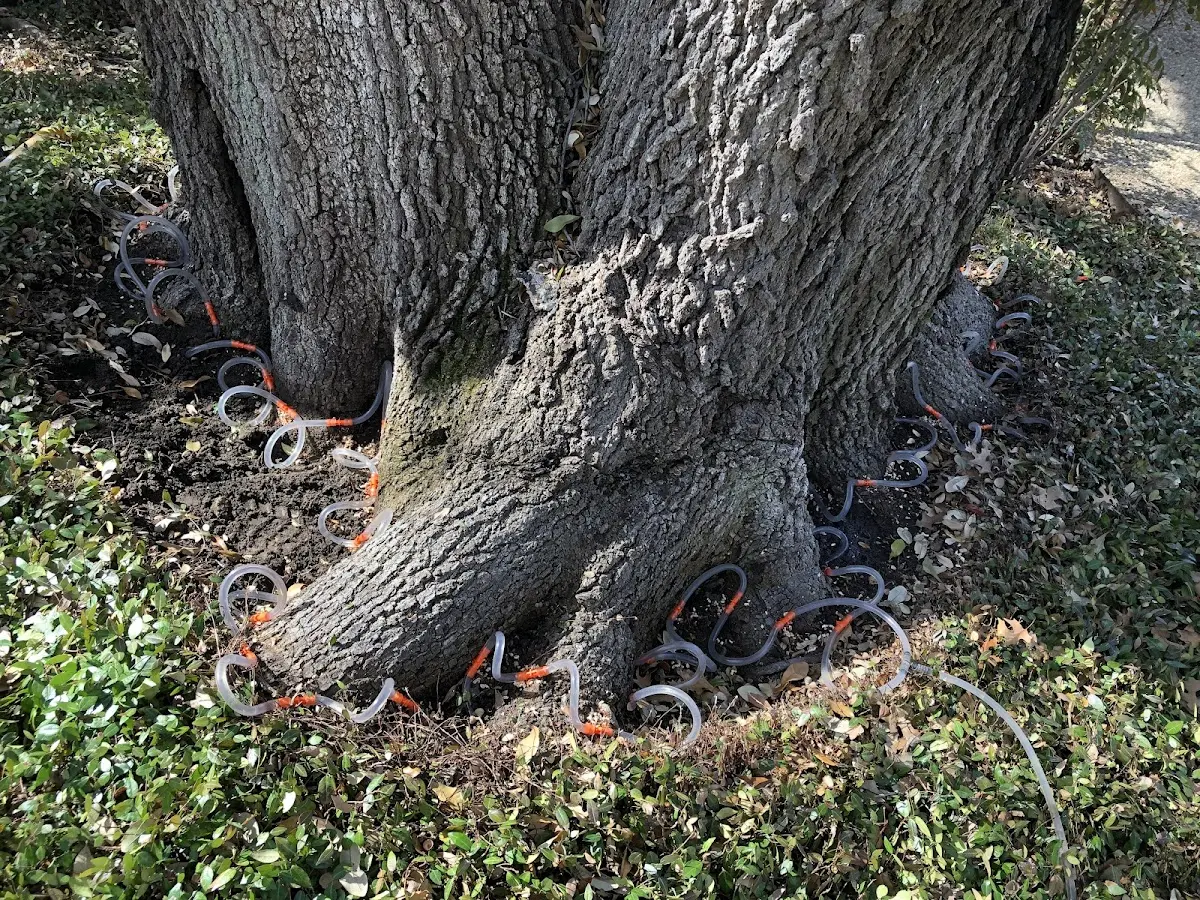 Detailed Tree Cabling and Bracing job site in Saint Augustine