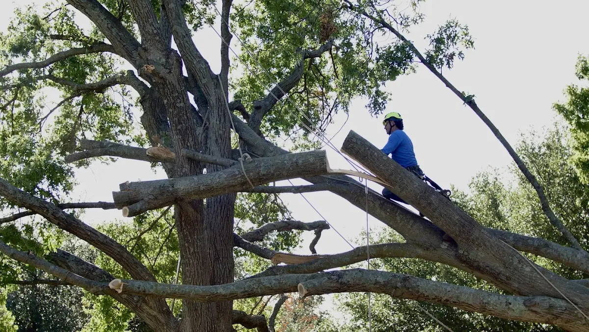 Professional Crown Thinning performed by certified arborists in Saint Augustine